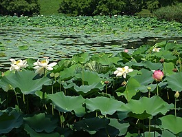 池,湖,睡蓮