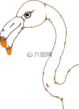 頭,鳥,火烈鳥
