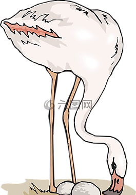 沙,雞蛋,火烈鳥(niǎo)