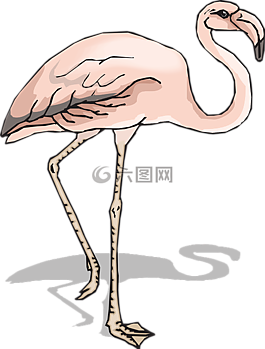 鳥,陰影,翅膀