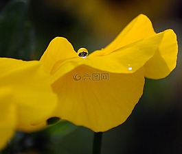 花,一滴水,黃色