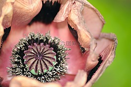 罌粟,關(guān)閉了,花