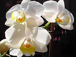 蘭花,花卉,白花