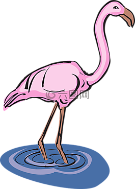 火烈鳥,水,鳥