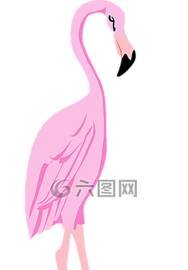 火烈鳥,鳥,翅膀