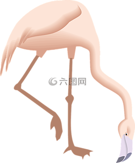 火烈鳥,彎曲,向下