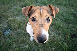 狗,動物,可愛