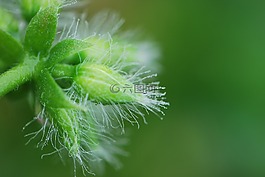 露珠,芽,關(guān)閉