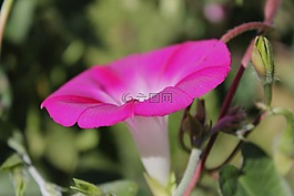 矮牽牛,花,花園