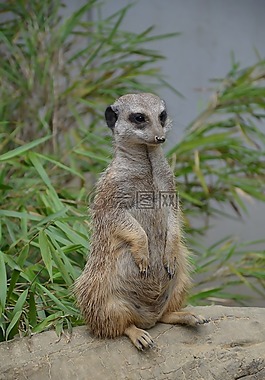 獴,動物園,使男性