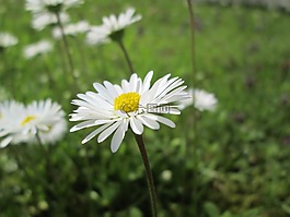 鮮花,白,黃色