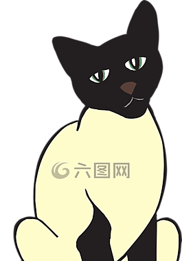 貓,寵物,動物