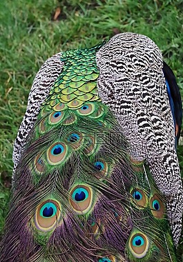 孔雀,羽毛,鳥