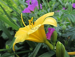 黃色,植物,花卉