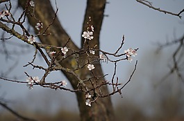 蘋果樹,開花,春天