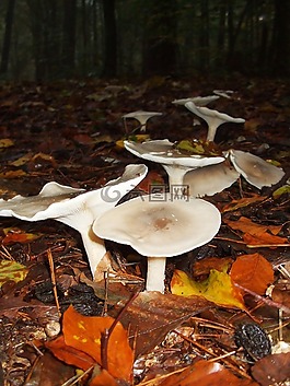蘑菇,hexenring,秋季