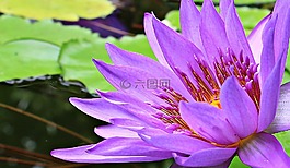 睡蓮,獨獨黃,水生植物