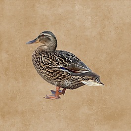 鴨,綠頭鴨,鳥