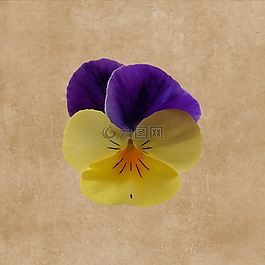花,開花,潘茜