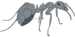 灰色,查看,螞蟻