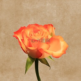 花,開花,玫瑰