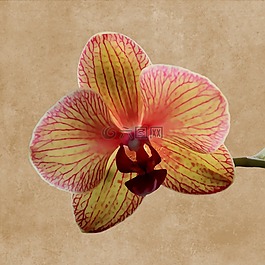 花,開花,蘭花