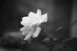 性質(zhì),花,植物