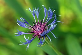 藍(lán)莓,花,花園