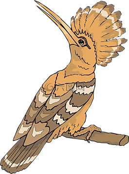 鳥(niǎo),戴勝,尋找