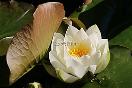 水禮,花,池