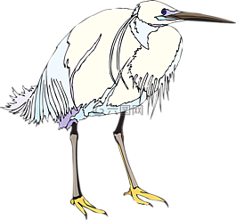 鳥,鷺,白