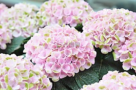 八仙花,粉紅色,花