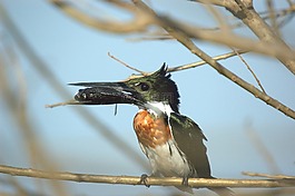 翠鳥,亞諾斯,鳥