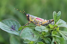 蝗蟲,昆蟲,特寫