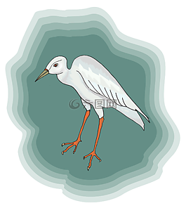 鳥(niǎo),白,鷺