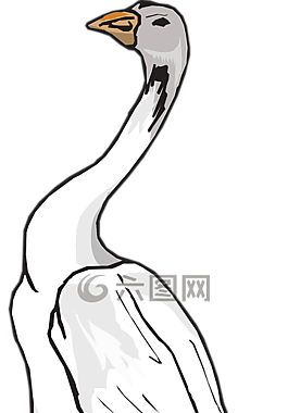 鵝,白,鳥