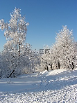 冬天,景觀,樹(shù)