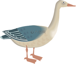鵝,鳥,白