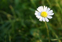 雛菊,白,開花