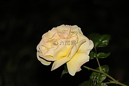 玫瑰,黑袋,成为
