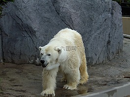 北極熊,動物園,北海道