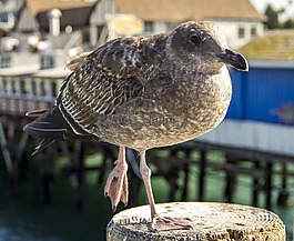 海鷗,鳥,海灘