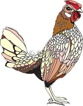 公雞,農(nóng)場,動物