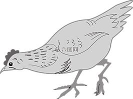 雞,母雞,鳥