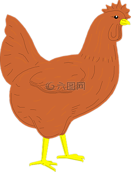 棕色,鳥,公雞