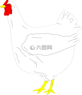 鳥,白,農(nóng)場動(dòng)物