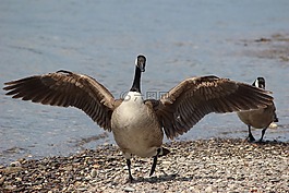 鳥,水域,動物世界