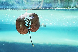 葉,自然,濕