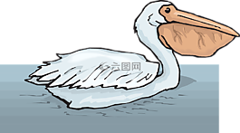 水,鸟,游泳