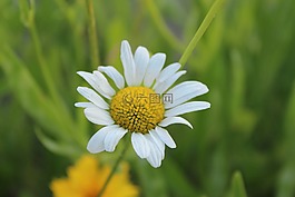gujeolcho,大自然,鮮花